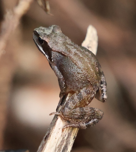 European Common Frog