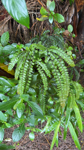 Adiantum hispidulum, 2026-09-17