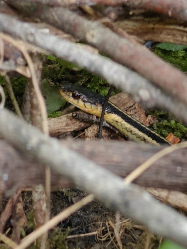 Common Garter Snake