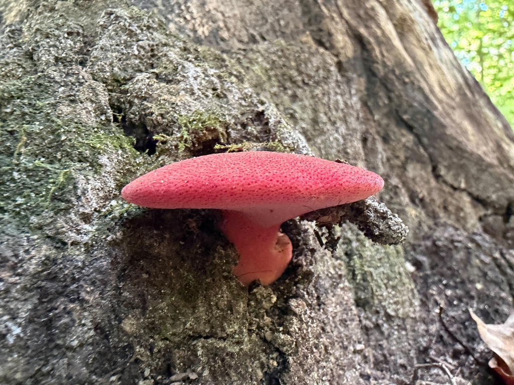 Fistulina americana · September 2026 · photo: Photo: (c) s bruggers, some rights reserved (CC BY) · iNaturalist