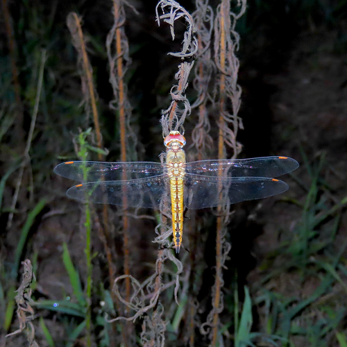 Wandering Glider