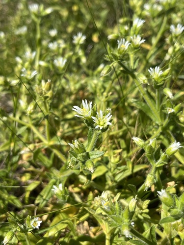 Sticky mouse-ear chickweed