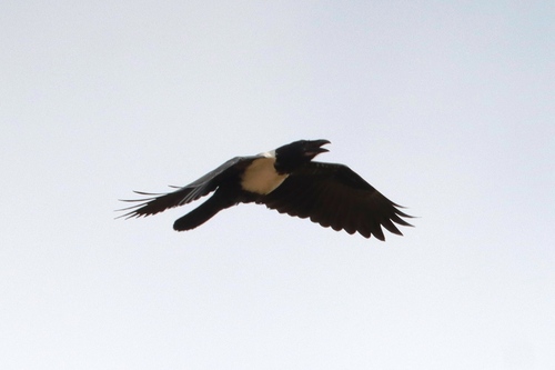 Pied Crow