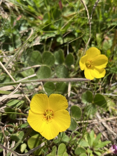 Oxalis eriocarpa