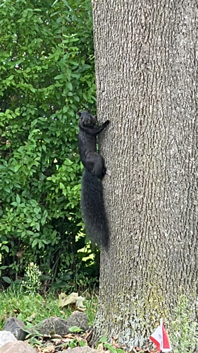 Eastern Gray Squirrel