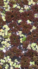 Azolla caroliniana