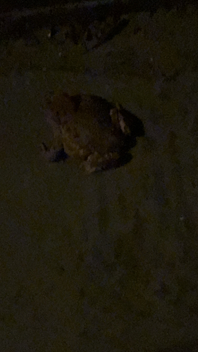 European Toad