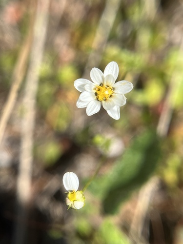 Panphalea heterophylla