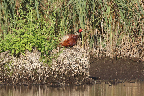 Ring-necked Pheasant