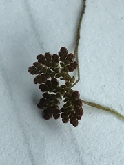 Azolla caroliniana