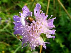 Cryptocephalus sericeus