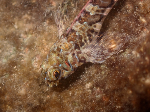 Sphinx Blenny