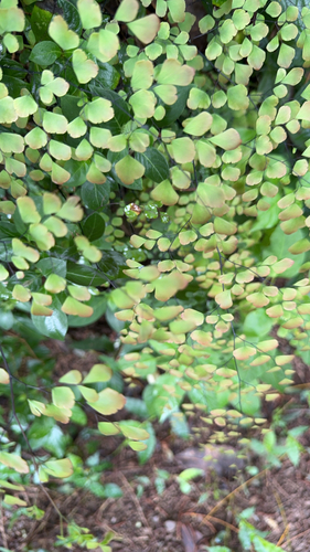 Adiantum raddianum observed 2026-09-17