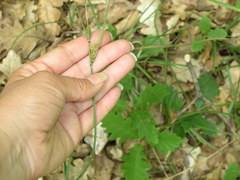 Carex flacca serrulata