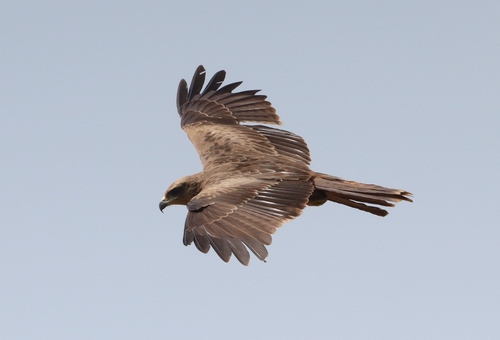 Yellow-billed Kite
