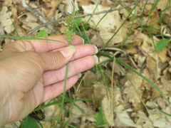 Carex flacca serrulata