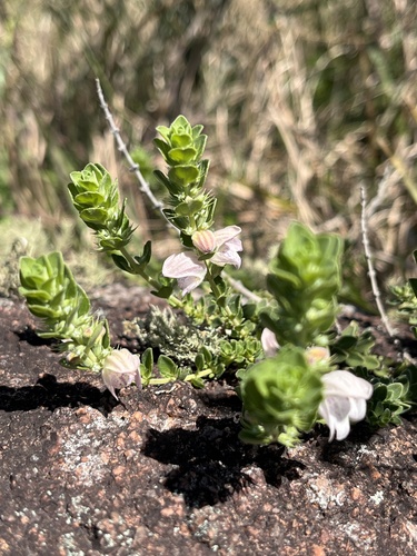 Glechon marifolia