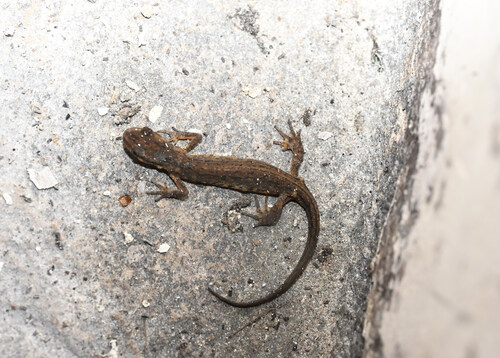 Smooth Newt