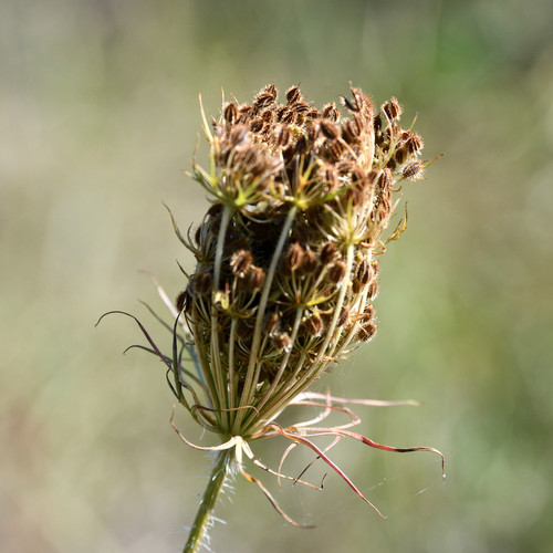 wild carrot
