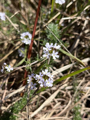 Glandularia thymoides
