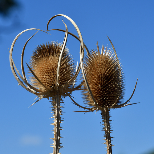 wild teasel