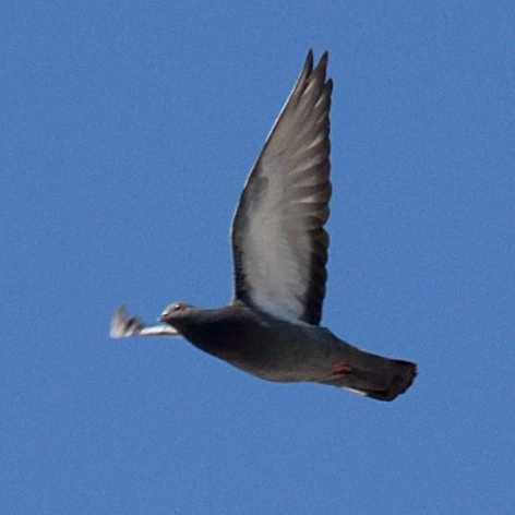 Feral Pigeon
