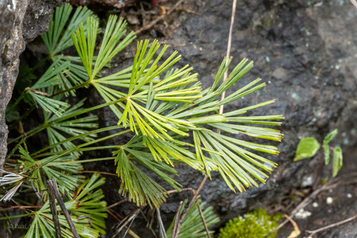 Actiniopteris radiata, 2026-09-06