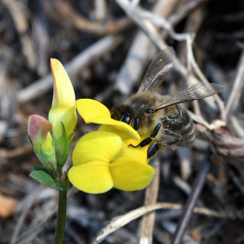 Western Honey Bee