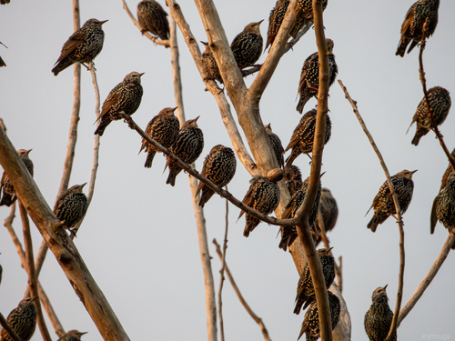 European Starling