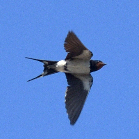 Barn Swallow