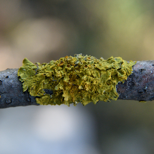 Common Sunburst Lichen
