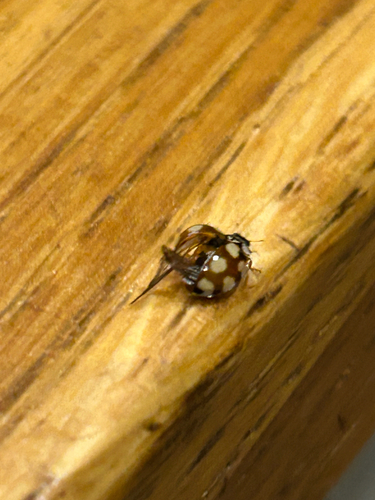 10-spot Ladybird