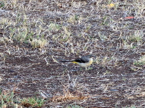 Madeiran Grey Wagtail