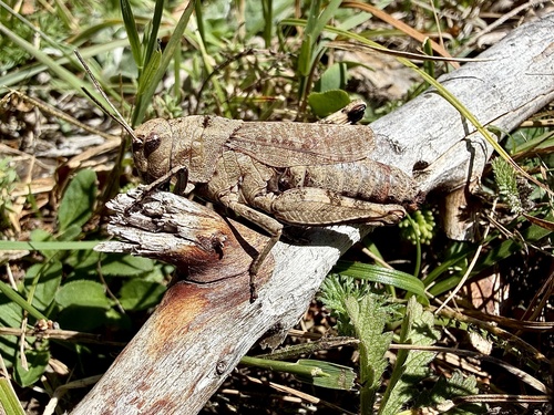 Rattle Grasshopper