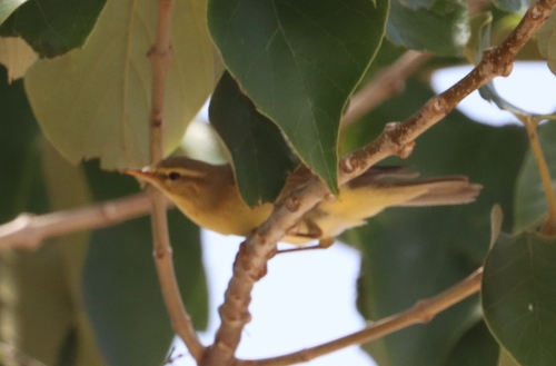 Willow Warbler