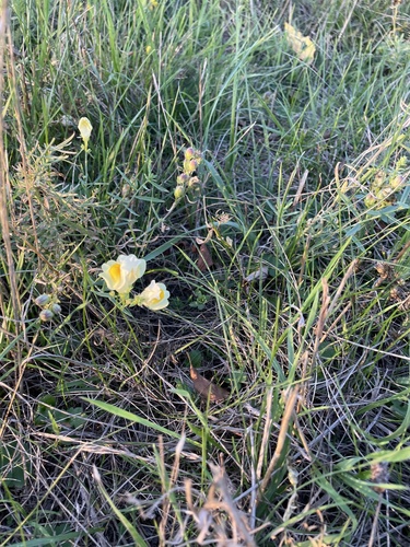 common toadflax
