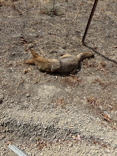 Coyote