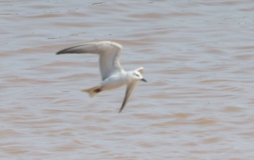 Gull-billed Tern