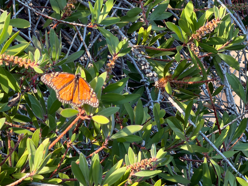 Monarch