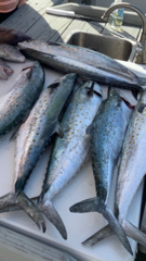 Scomberomorus maculatus