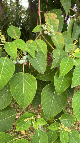 Homalanthus novoguineensis observed 2026-09-12
