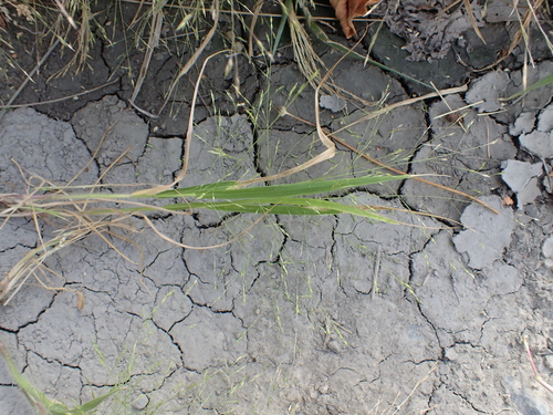 witch grass