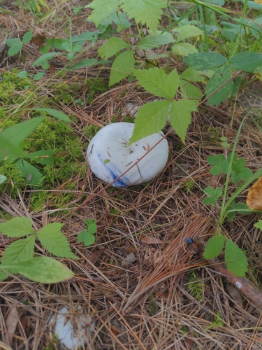 indigo milk cap