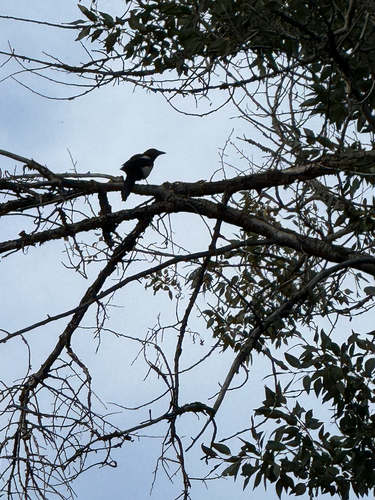 Black-billed Magpie