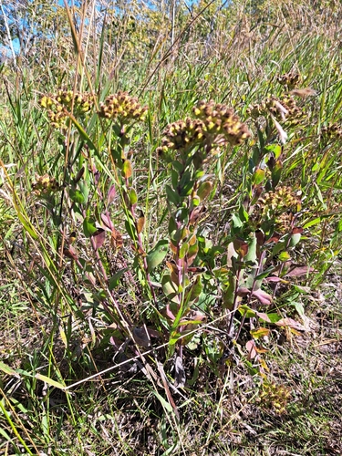stiff-leaved goldenrod
