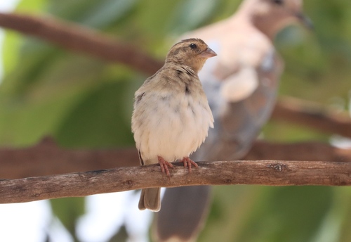 Village Indigobird