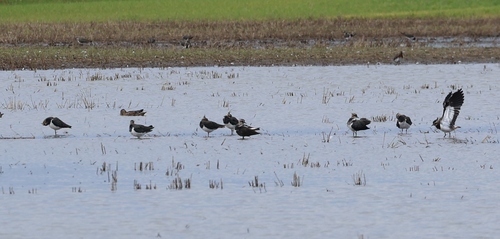 Northern Lapwing