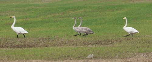 Whooper Swan