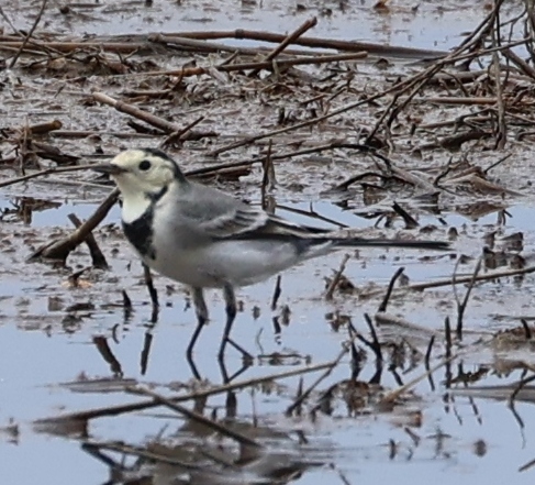 White Wagtail