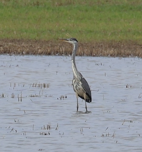 Grey Heron